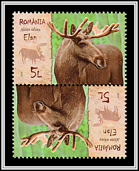 Moose (Alces alces)