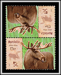 Moose (Alces alces)