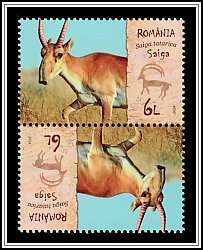 Saiga (Saiga tatarica)