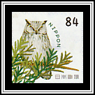 Long-eared Owl
