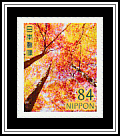 Coloured Leaves