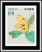 Loquat
