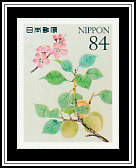 Apricot