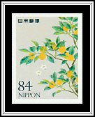 Kumquat