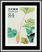 Butterbur
