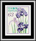 Japanese Iris