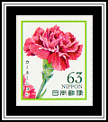 Carnations