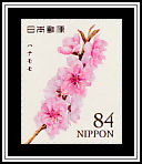 Peach Blossoms