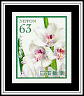 Cymbidium