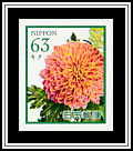 Chrysanthemum