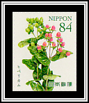 Hypericum