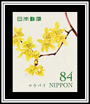 Chimonanthus