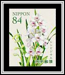 Cymbidium