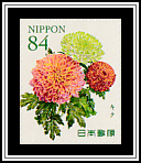 Chrysanthemum
