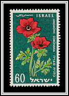Crown Anemone (Anemone coronaria)