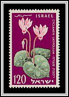 Persian Cyclamen (Cyclamen latifolium)