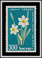 Bunch-flowered Daffodil (Narcissus tazetta)