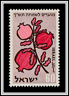 Pomegranates (Punica granatum)