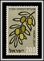 Olives (Olea europaea)