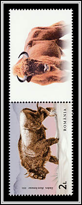 Wild Bison (Bison bonasus) Bottom Right Label