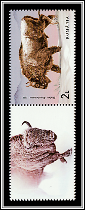 Wild Bison (Bison bonasus) Bottom Left Label