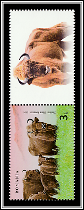 Wild Bison (Bison bonasus) Bottom Right Label