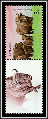 Wild Bison (Bison bonasus) Bottom Left Label