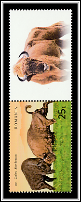 Wild Bison (Bison bonasus) Bottom Right Label