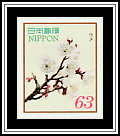 Plum Blossoms (Prunus mume)