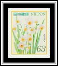 Daffodils (Narcissus tazetta var. chinensis)