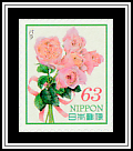 Rose (Rosa sp.)