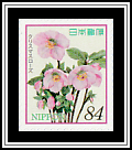 Christmas Roses (Helleborus niger)