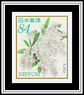 Japanese Andromeda (Pieris japonica)