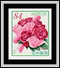 Rose (Rosa sp.)