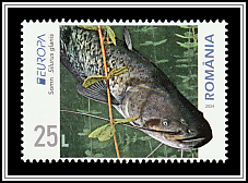 Wels Catfish (Silurus glanis)