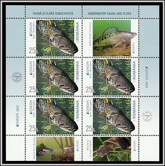 Wels Catfish (Silurus glanis)