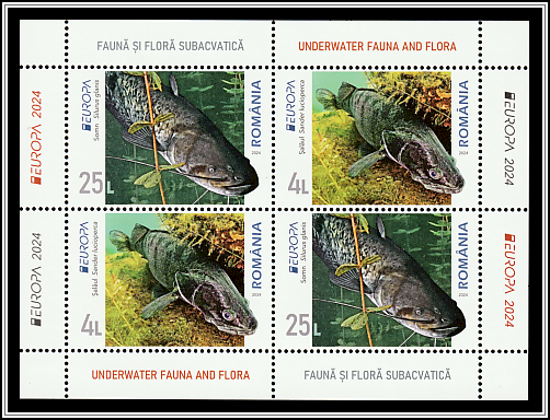 Zander (Sander lucioperca) and Wels Catfish (Silurus glanis)
