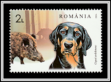 Transylvanian Hound and Wild Boar