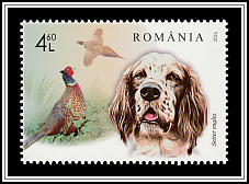 English Setter and Pheasant