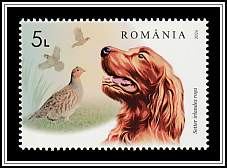 Irish Setter and Quail
