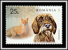 Wirehaired Dachshund and Fox