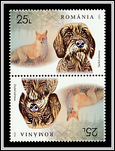 Wirehaired Dachshund and Fox Tête-bêche Type I