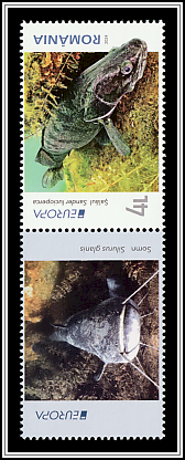 Zander (Sander lucioperca) Upper Left Label