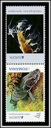 Zander (Sander lucioperca) Upper Right Label