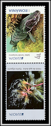 Zander (Sander lucioperca) Lower Left Label