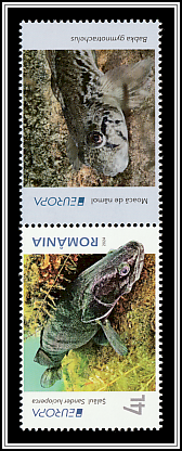 Zander (Sander lucioperca) Lower Right Label