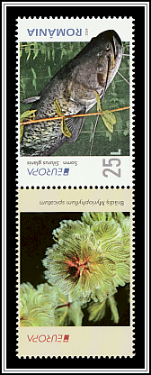 Wels Catfish (Silurus glanis) Upper Left Label