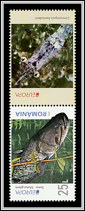 Wels Catfish (Silurus glanis) Upper Right Label