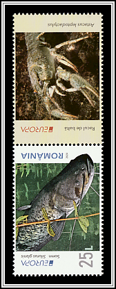Wels Catfish (Silurus glanis) Lower Right Label