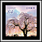 Weeping Cherry Blossoms and Sunrise